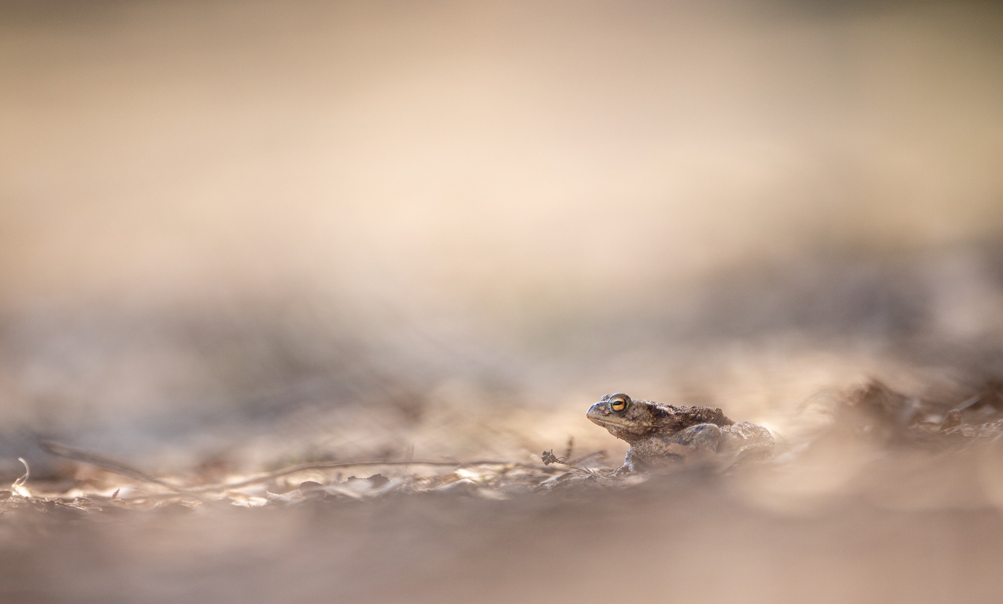 Wild-Encounters is committed to preserving nature and the animals that call this nature their home. Through Wildlife Conservation photography we offer tools to visualize the fauna. For example, we support with Inventory & Monitoring. We conduct research for clients and register the species that are observed and try to photograph as many species as possible
Wild-Encounters zet zich in voor het behoud van natuur en de dieren die deze natuur hun thuis noemen. Door middel van Wildlife-Conservation fotografie bieden wij handvaten om de fauna in beeld te brengen. Zo ondersteunen wij met Inventarisatie & Monitoring. Wij gaan voor opdrachtgevers op onderzoek en registreren de soorten die waargenomen worden en proberen zo veel als mogelijk soorten te fotograferen.