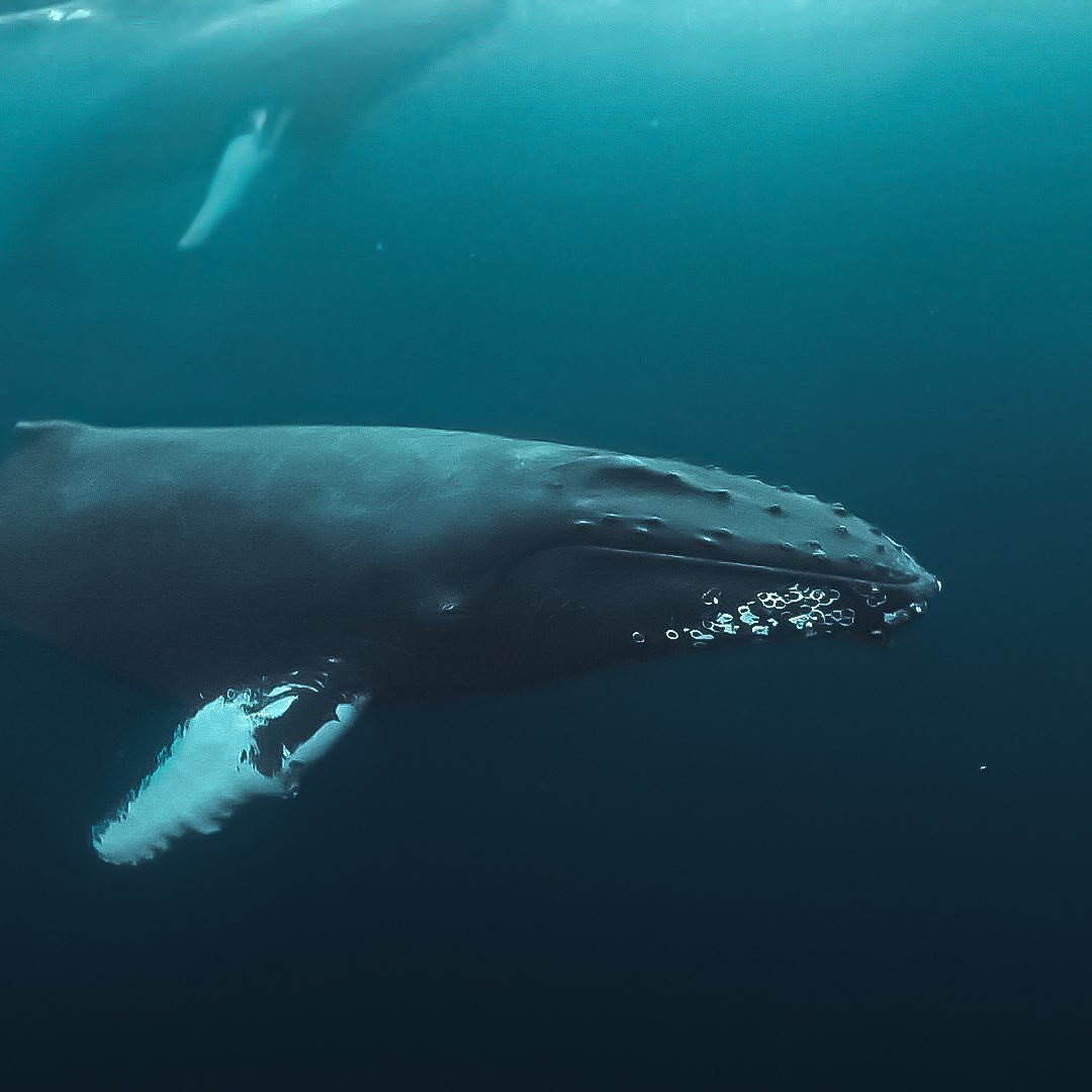 Join us this winter!! Nov 2023
Snorkel between whales and Orca’s.
.
More info Link in BIO.
.
#winterwhalesofnorway #waterproofcruisesexpeditions #wildencounters #humpbackwhale #whale #ocean #humpy #norway #orca #snorkel #expedition #luxeryyacht #oceanlife #wave #winter #skjervøy #tromsø