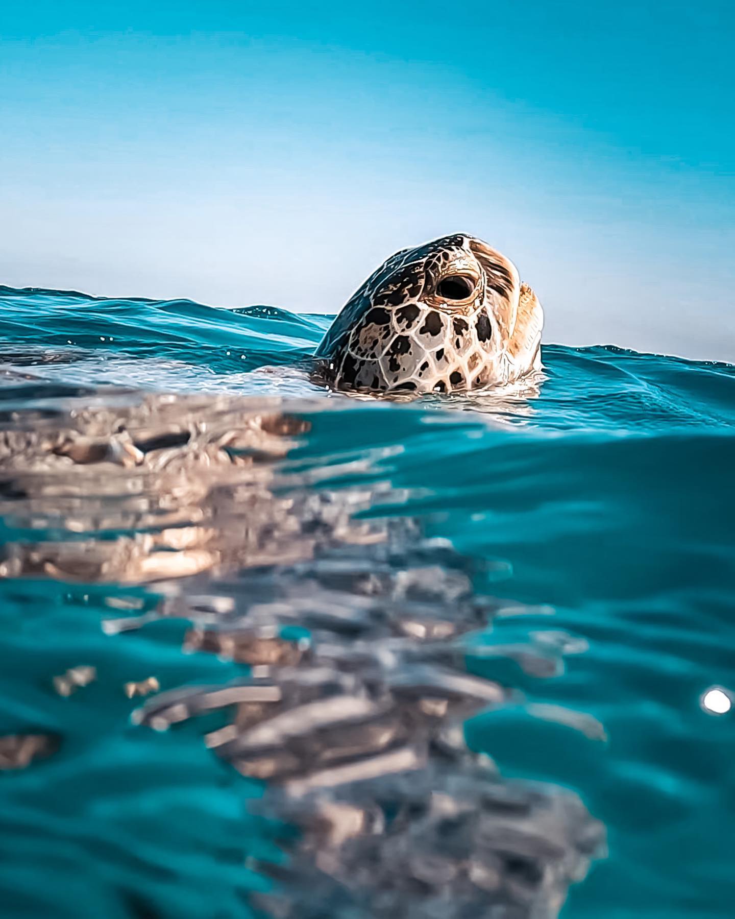 Turtle soup, today we encountered about 20 turtles in just 1 small bay.
Most of them female, this one surfacing was a huge male!
.
#turtle #schildpad #surfacing #turtles #turtlesoup #turtleofinstagram