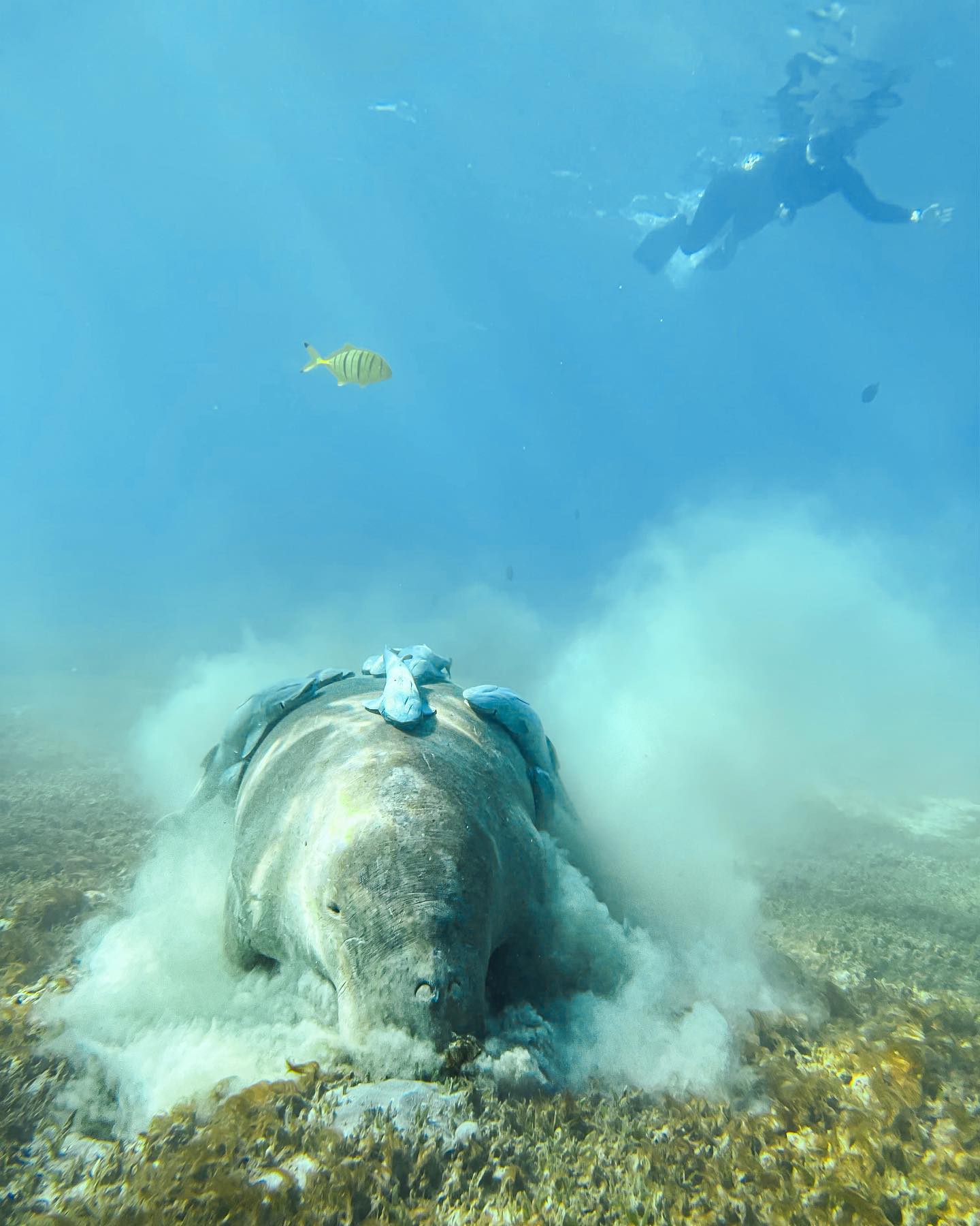 Epic Day, meeting with dugong😍
.
.
.
#dugong #egypt #seac #snorkling #marinemammal