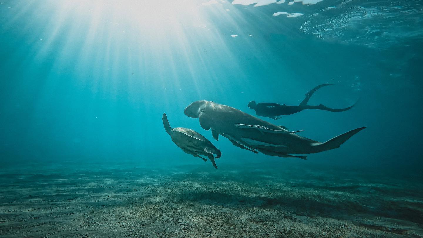 Dugong🐋 turtle 🐢, merman🧜🏼♂️. What more can a girl wish for🥰
.
.
.
#dugong #turtle #turtleofinstagram #marsamubarak #egypt #merman @johny_127 #wildencounters