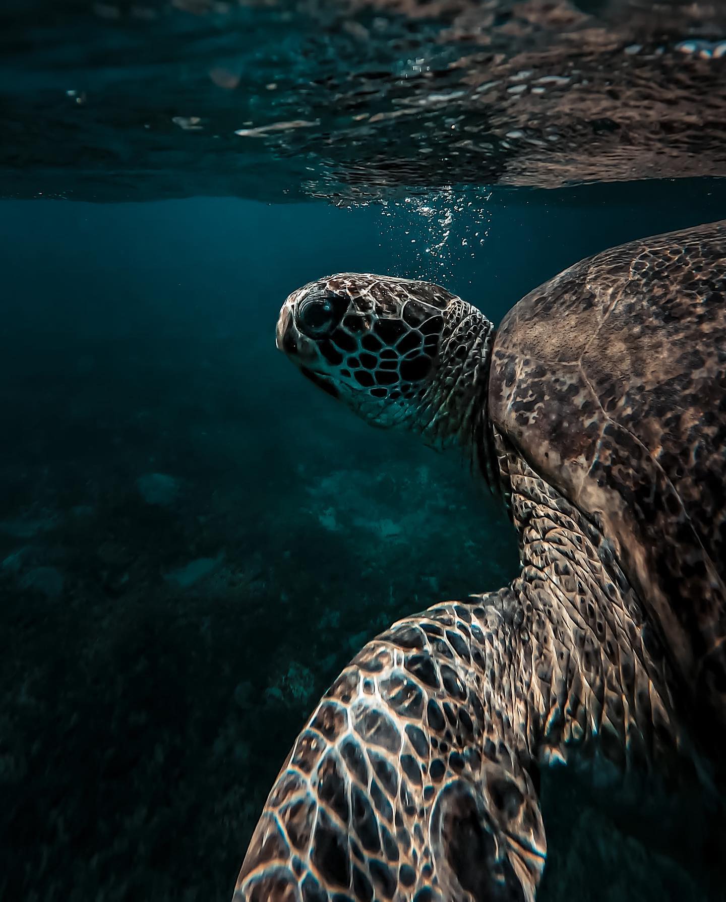 Snorkelling with these amazing turtles.
So gentle and aware.
.
.
#turtle #egypt #snorkeling #bluesea #marsaalam #bubbles #surface