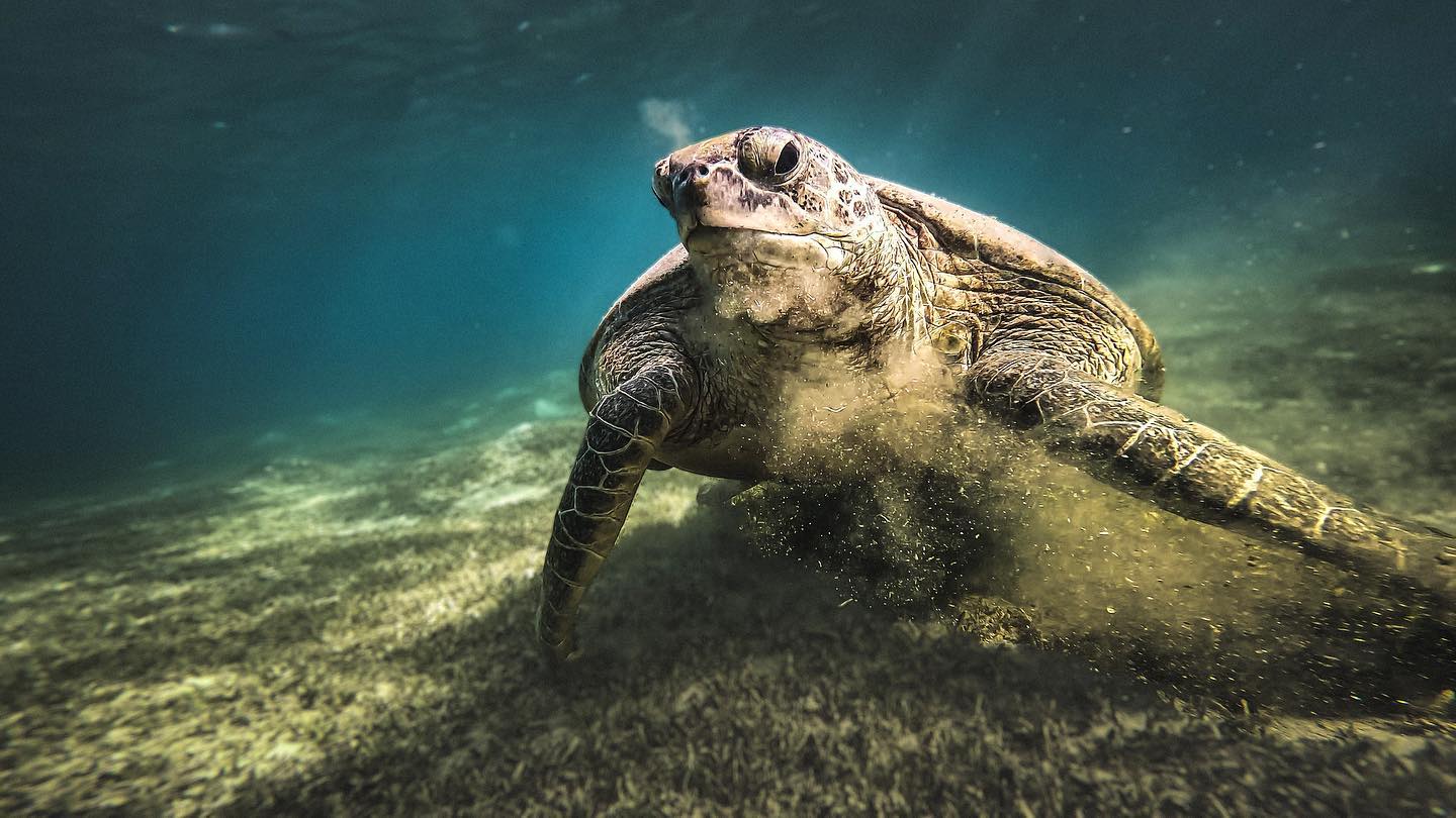 Turtle blowing some excess sand out of its nostrils after taking a bite of sea grass 🤧
