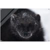 Wolverine Protait. Glass , Wild Winter Prints