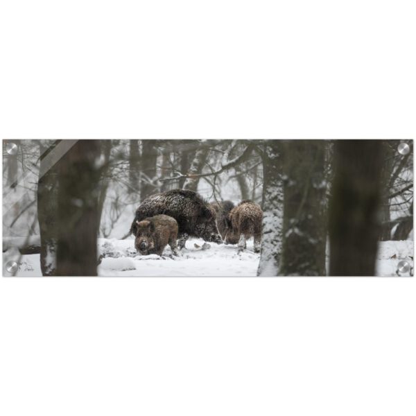 Wild Boar in snow, Glass Acrylic Print, Wild Winter Print