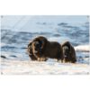 Muskox Trio, Glass Acrylic Print. Wild Winter Prints.