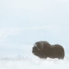 Muskox Postcard - Image 2