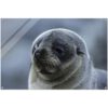 NZ Furseal Glass Acrylic Print, Wild Beach Body's