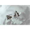 Monarch Butterfly Art 3, Glass Acrylic Print, Wild art