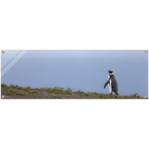 Magellanic penguin, Glass Acrylic Print, Wild Bird Prints. Panoramic, Limited edition