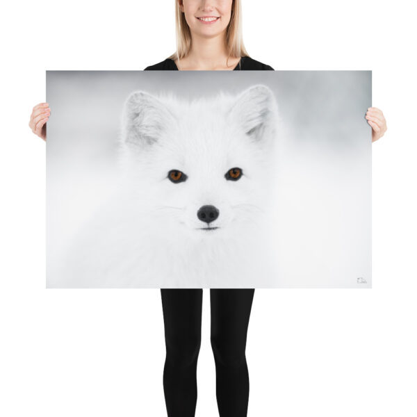 Arctic Fox Poster, Wild Winter Print, Photo print. Fox, Arctic