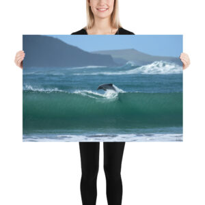 Hector Dolphin Jump Poster, Wave, dolphin, hector, New Zealand , curio bay ,