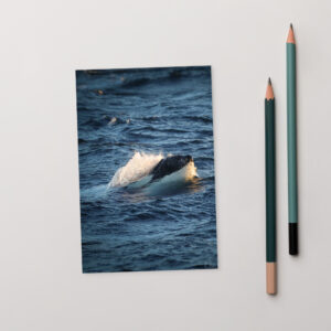 Breaking the Surface Postcard, Norway, orca, Killer whale, dolphin