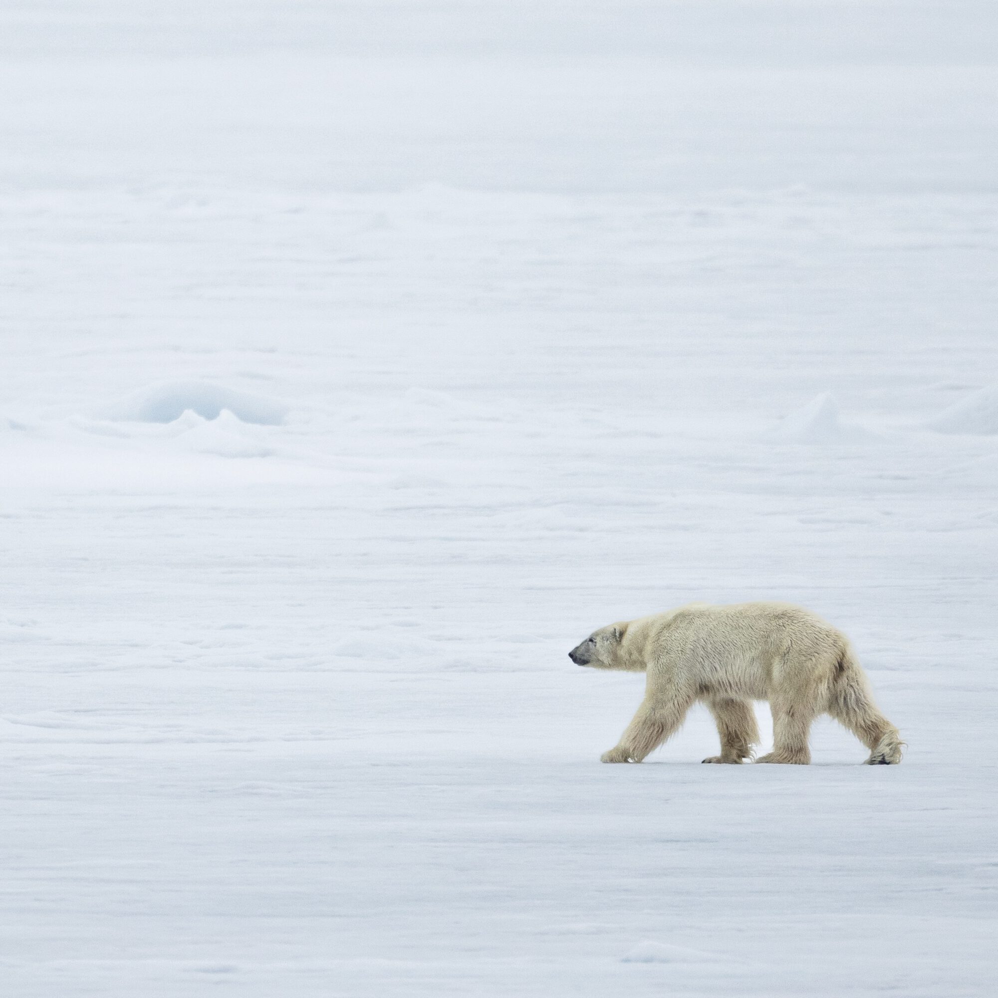 Polar bears social animals