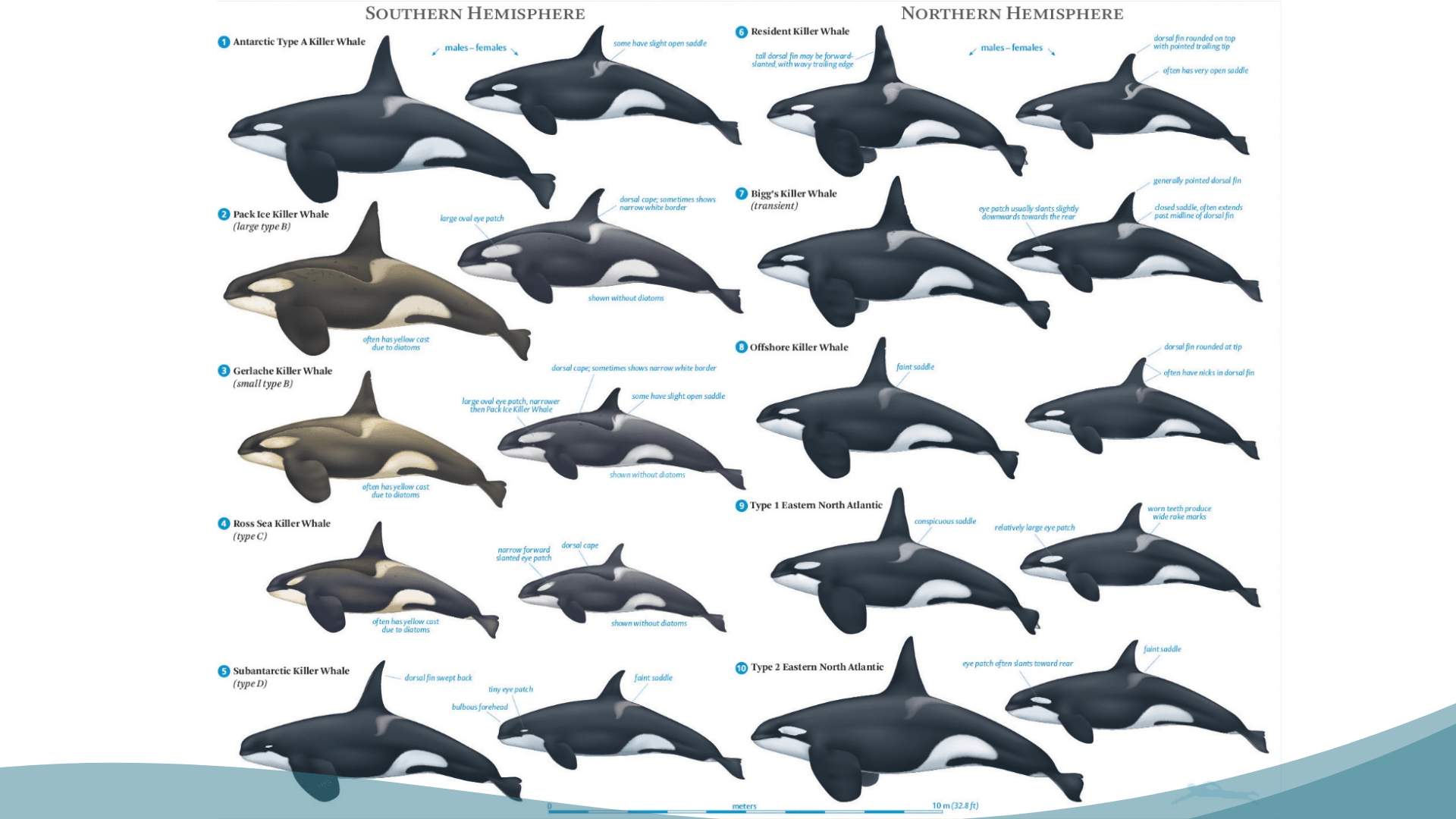 Orca ecotypes around the world
