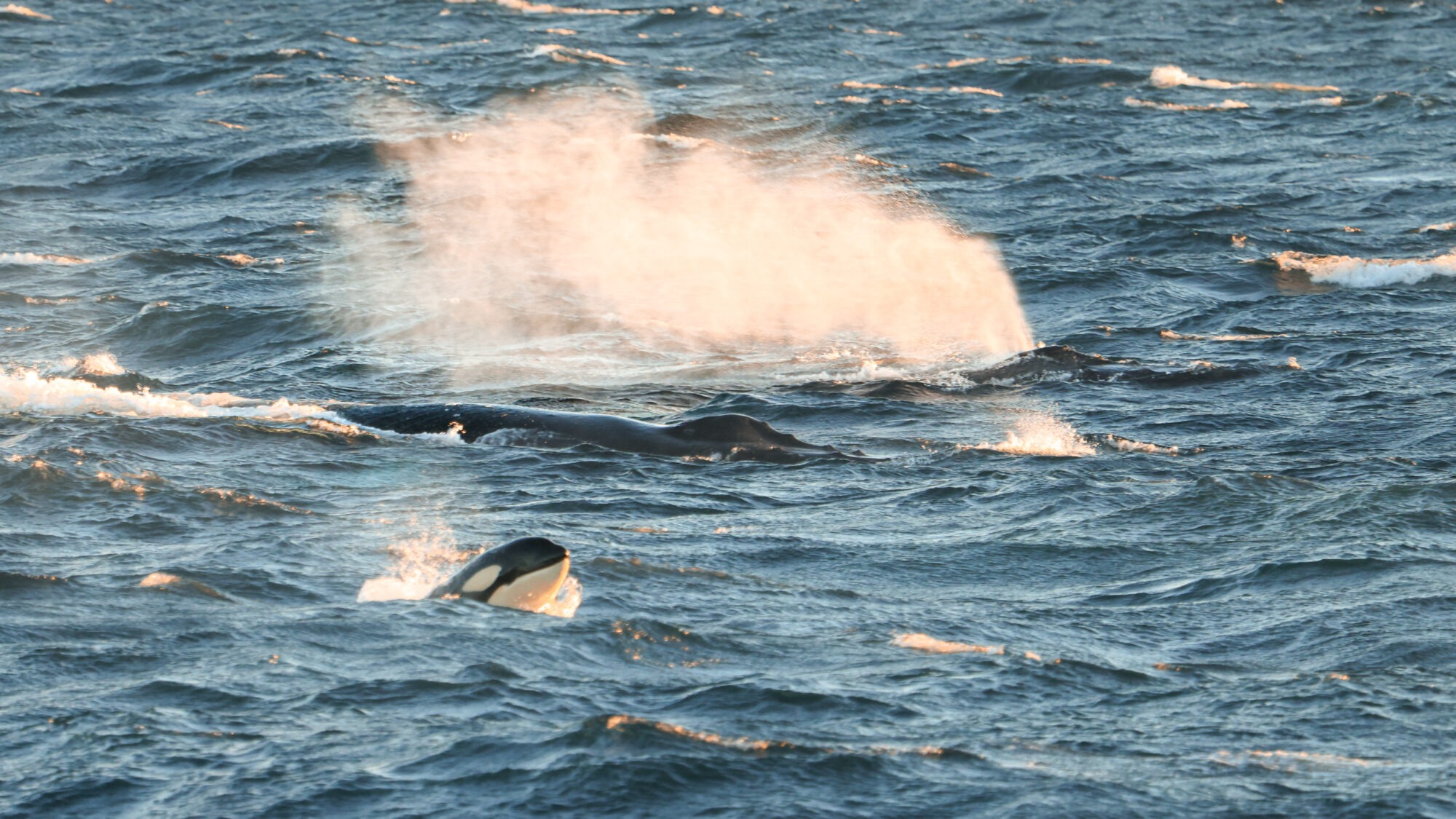 Orca and humpbacks